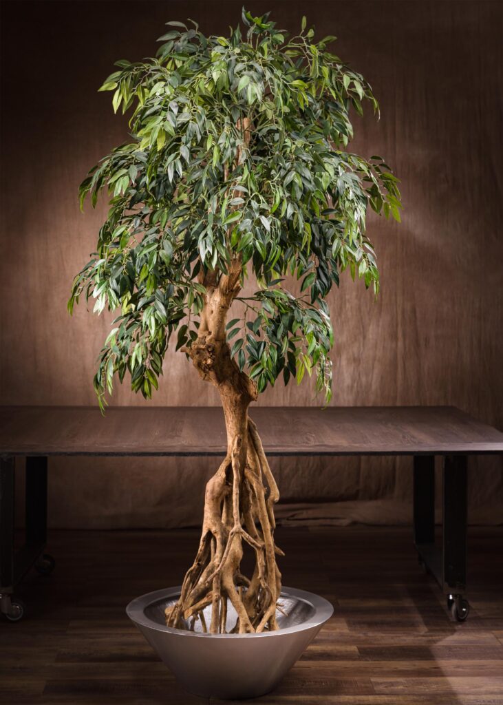 Ficus Nitida artificiale su tronco naturale