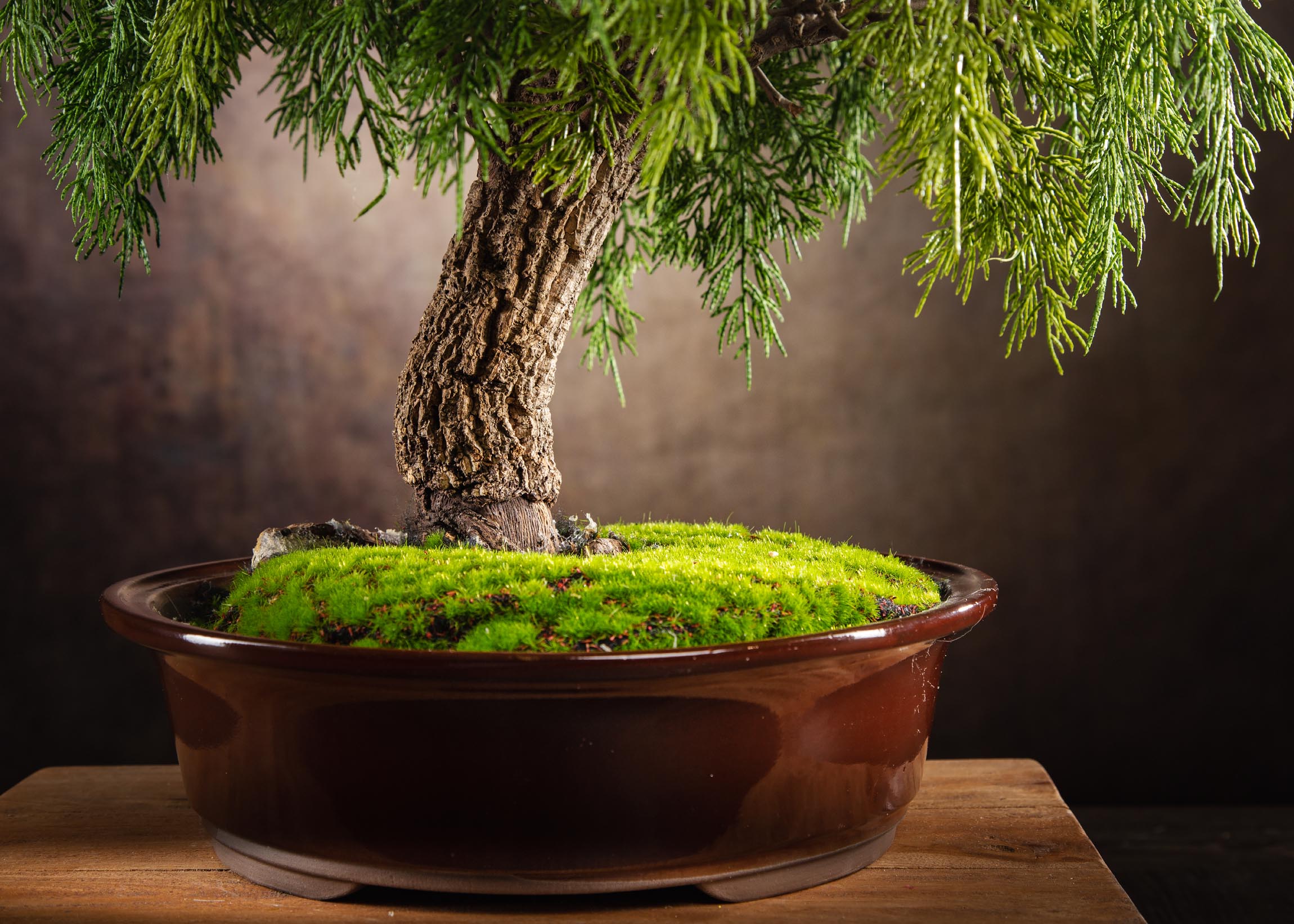 _MG_7451-Arte Fiore-Bonsai-artificiali-realistici-bonsai-finti