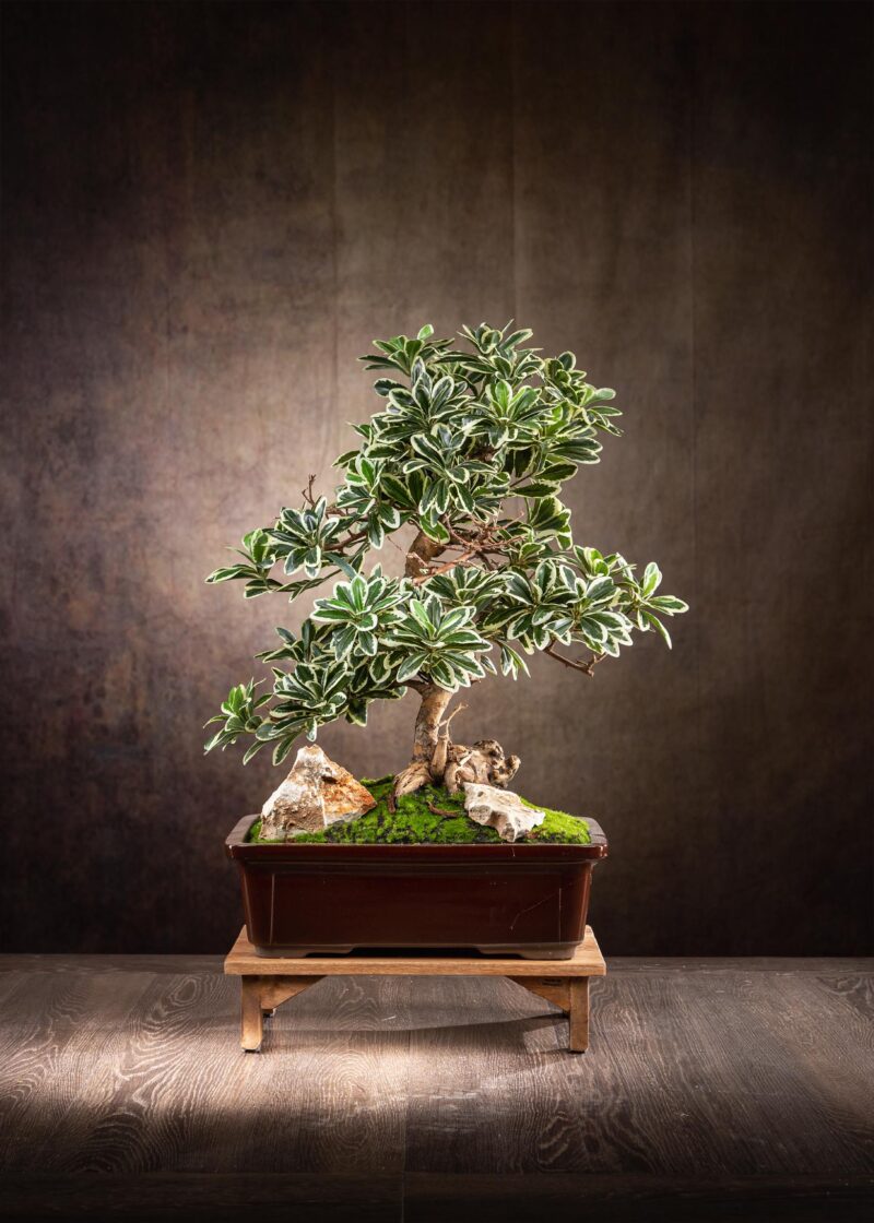 bonsai artificiale finto di pitosforo