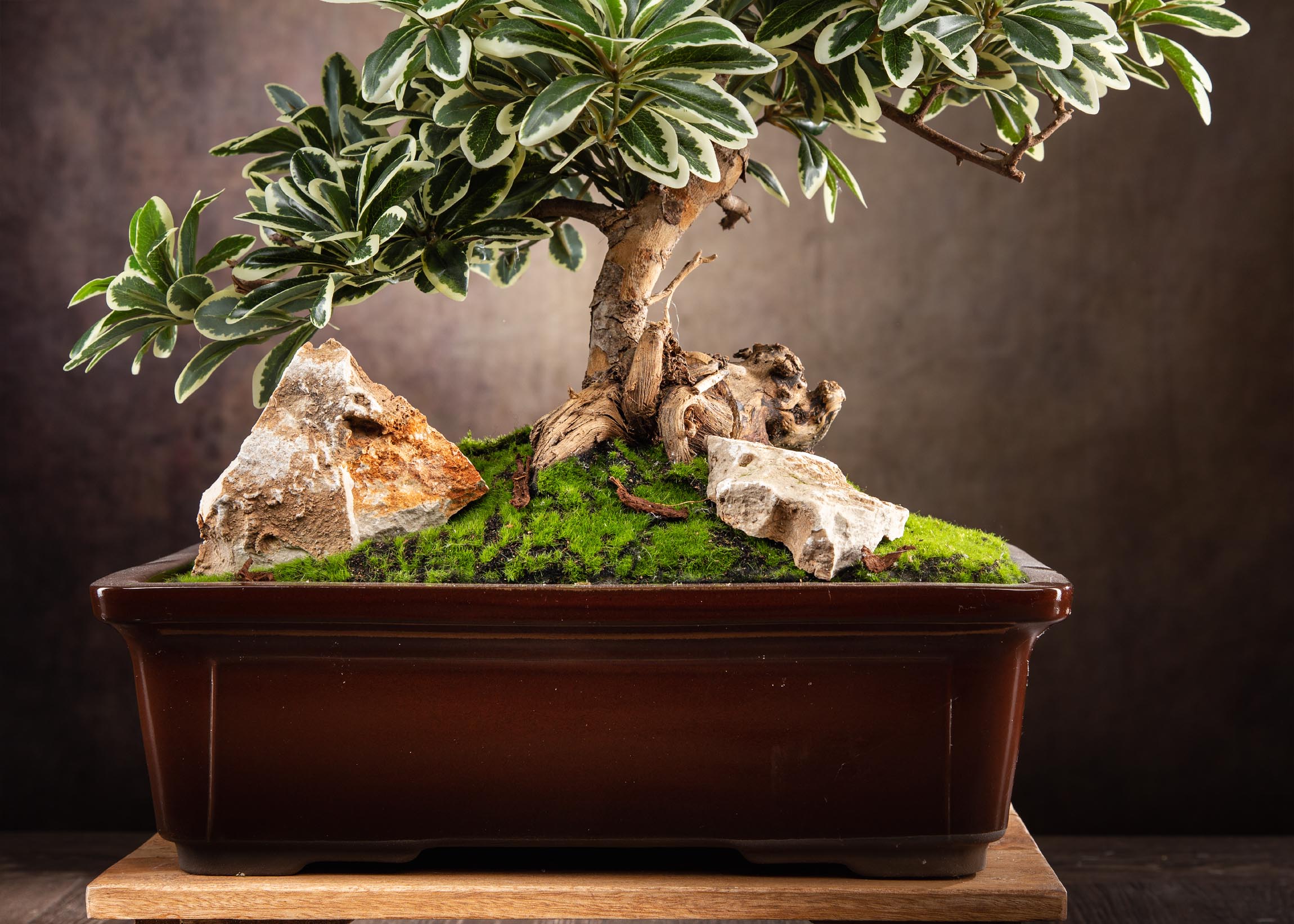 _MG_7458-Arte Fiore-Bonsai-artificiali-realistici-bonsai-finti